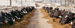 Animal Feed & Ingredients - GMP+ FSA, FAMI-QS and FSSC 22000