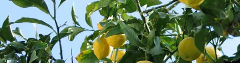 Lemons