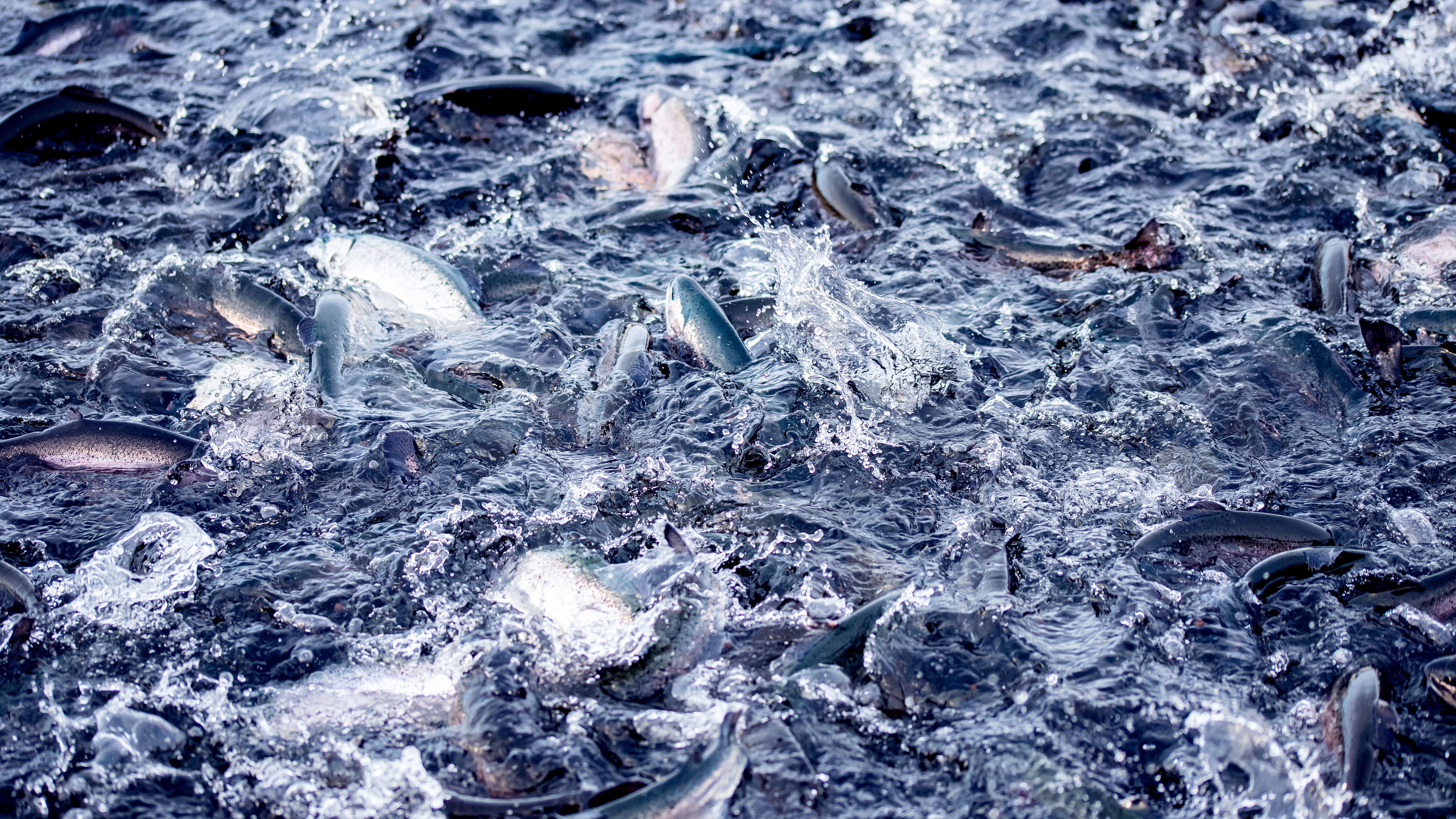 fish in the sea