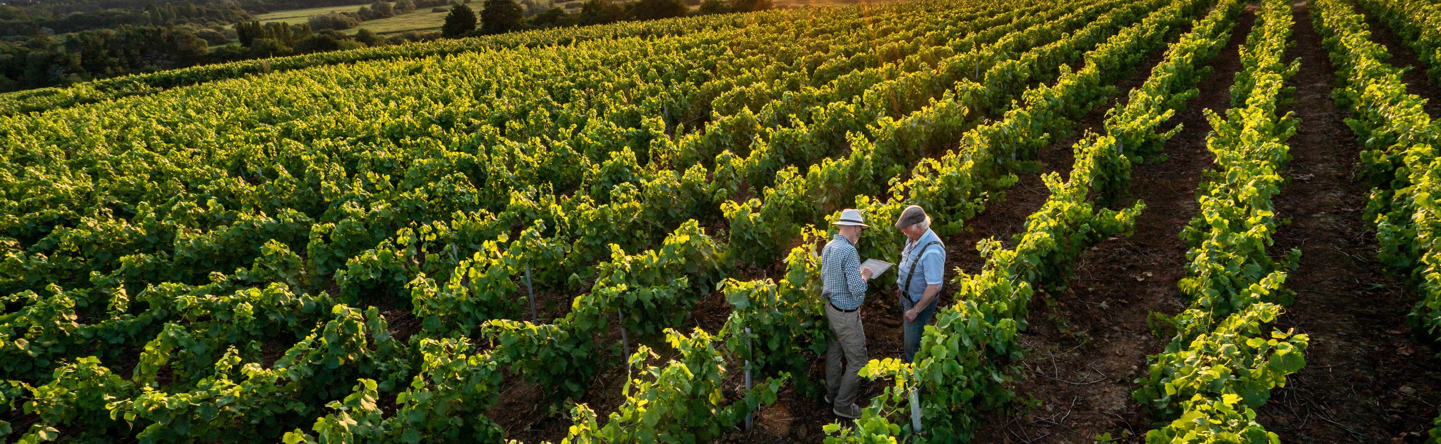 Digital technology used in winelands