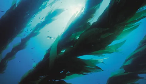 Ocean value chains