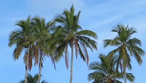 Round Table on Sustainable Palm Oil (RSPO) Standard