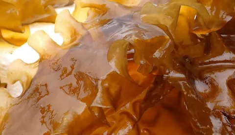 Sugar kelp